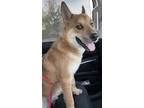 Adopt Mickey a Tan/Yellow/Fawn - with Black Carolina Dog / Mixed dog in Garland