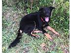 Adopt Chief a German Shepherd Dog / Mixed Breed (Medium) / Mixed dog in