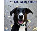 Adopt Dr Alan Grant a Black Australian Cattle Dog / Mixed dog in Newport