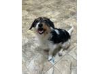Adopt Tiny a Tricolor (Tan/Brown & Black & White) Jack Russell Terrier / Mixed