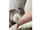 Adopt Maui a Cream or Ivory (Mostly) Siamese / Mixed (short coat) cat in