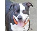 Adopt Shrimp a Dachshund / American Pit Bull Terrier / Mixed dog in Walnut