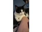 Adopt Kenzi a Black & White or Tuxedo Turkish Van (short coat) cat in Hopkinton