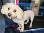 Adopt Marley a White Poodle (Miniature) / Mixed dog in Spring Lake