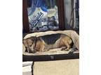 Adopt Nikey a Black - with Tan, Yellow or Fawn Corgi / German Shepherd Dog /