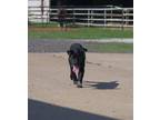 Adopt Kole a Black Labrador Retriever / Australian Cattle Dog / Mixed dog in