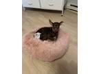 Adopt Lily a Red/Golden/Orange/Chestnut Miniature Pinscher / Mixed dog in