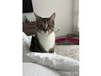Adopt Lilo a Brown Tabby American Wirehair / Mixed (short coat) cat in Coppell