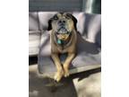 Adopt Callie (New Digs) a Tan/Yellow/Fawn Rhodesian Ridgeback / Mixed dog in