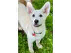 Adopt Pinto Paw a White Great Pyrenees / Husky / Mixed dog in Tulsa