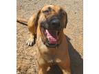 Adopt Reggie a Tan/Yellow/Fawn - with Black Doberman Pinscher / Hound (Unknown