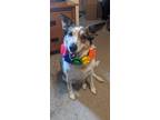 Adopt Daisy a Merle Australian Shepherd / Australian Cattle Dog / Mixed dog in