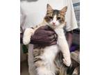 Adopt Lachlan a Brown Tabby Domestic Mediumhair (medium coat) cat in Newmarket