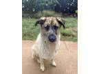 Adopt Teddy a Tan/Yellow/Fawn Anatolian Shepherd / Australian Shepherd / Mixed