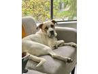 Adopt Arlow *in Foster* a Pit Bull Terrier / Mixed dog in Vancouver