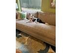 Adopt Jakers a White - with Black Bull Terrier / Canaan Dog / Mixed dog in