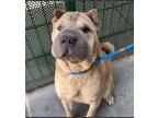 Adopt Sasha a Tan/Yellow/Fawn Shar Pei / Mixed dog in Lake Forest, CA (39080234)