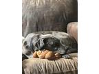 Adopt Murphy a Gray/Silver/Salt & Pepper - with Black Plott Hound / Catahoula