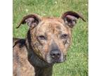 Adopt Laverne a Brindle - with White Mountain Cur / Plott Hound / Mixed dog in
