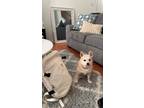 Adopt Marilyn a Tan/Yellow/Fawn - with White Pomeranian / Rat Terrier / Mixed