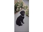 Adopt Marlon a Black Shih Tzu / Mixed dog in Mukwonago, WI (41286230)