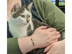 Adopt Lucy a Brown Tabby Tabby (short coat) cat in Fairborn, OH (41383558)