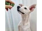 Adopt Claude a White - with Tan, Yellow or Fawn Jindo / Mixed dog in