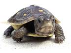 Adopt Johnny a Turtle - Other reptile, amphibian, and/or fish in Marina Del Ray