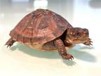 Adopt Jack a Turtle - Other reptile, amphibian, and/or fish in Marina Del Ray