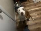 Adopt Abel a Merle American Pit Bull Terrier / Mixed dog in Grand Junction