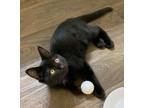 Adopt Chandler a All Black Bombay (short coat) cat in Fort Worth, TX (40294456)