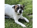 Adopt Luna a White - with Brown or Chocolate Jack Russell Terrier / Mixed dog in