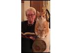Adopt Bob a Orange or Red Manx / Mixed (medium coat) cat in San Francisco