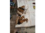 Adopt Litter of 8 a Black - with Tan, Yellow or Fawn Corgi / Beagle / Mixed dog