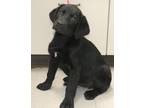 Adopt Alice a Black Labrador Retriever dog in Forrest City, AR (41383466)