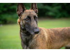 Adopt Liberty a Brown/Chocolate Belgian Malinois / Mixed Breed (Medium) / Mixed