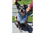 Adopt Cricket a Merle Catahoula Leopard Dog / Beagle / Mixed dog in Harrison