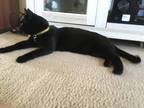 Adopt Bow a Black (Mostly) Tabby (short coat) cat in Knob Noster, MO (41383352)