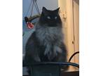 Adopt Halibut a Brown or Chocolate (Mostly) Himalayan / Mixed (long coat) cat in