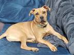 Adopt Otis a Tan/Yellow/Fawn - with White Staffordshire Bull Terrier / Mixed dog