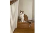 Adopt Harold a Calico or Dilute Calico American Shorthair / Mixed (medium coat)