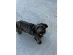 Adopt WRANGLE a Shih Tzu / Mixed dog in Chico, CA (40515460)