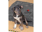Adopt Oswald a Black Golden Retriever / Mixed Breed (Medium) / Mixed (short