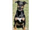 Adopt Taboo a Doberman Pinscher / Husky / Mixed dog in Great Bend, KS (41221349)