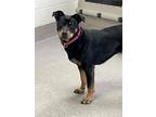 Adopt Chicken Little a Black Mixed Breed (Small) / Mixed Breed (Medium) / Mixed