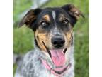 Adopt Bubbles a Black Australian Cattle Dog / Mixed Breed (Medium) / Mixed