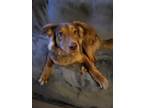 Adopt Bear a Brown/Chocolate Golden Retriever / German Shepherd Dog / Mixed dog