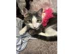 Adopt Cat Cat a White (Mostly) American Wirehair / Mixed (short coat) cat in