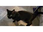 Adopt Cherry (Plus 4 kittens) a All Black Domestic Shorthair / Mixed (short