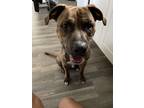 Adopt Lou a Brindle Black Mouth Cur / Mixed dog in Rocky Mount, NC (41382869)